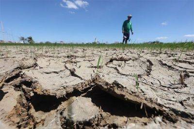 Agriculture losses due to El Niño reach P9.5 billion