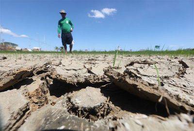 El Niño agriculture damage climbs to P9.5 billion