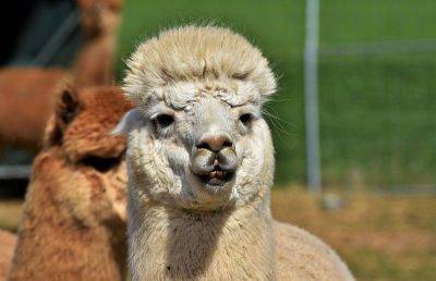 Bird flu detected in alpacas in US for the first time - philstar.com - Usa - Washington, Usa