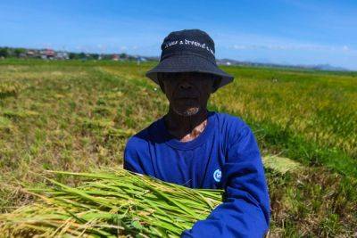 Lending to agri seen improving - manilatimes.net