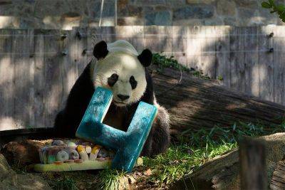Joe Biden - Xi Jinping - Panda diplomacy is back: China sending two bears to Washington - philstar.com - Usa - Britain - China - Washington - state California - city Beijing - city Atlanta