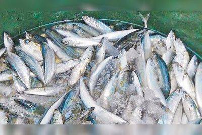 Galunggong price up by P40 per kilo