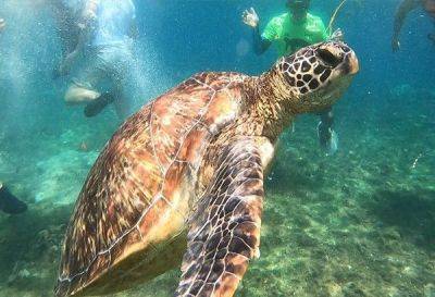 WATCH: Swim with turtles, discover marine life in Apo Island, Negros Oriental