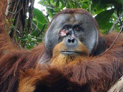 Self-care: Orangutan seen apparently treating wound - philstar.com - Indonesia - Thailand - Germany - county Park - city Bangkok, Thailand