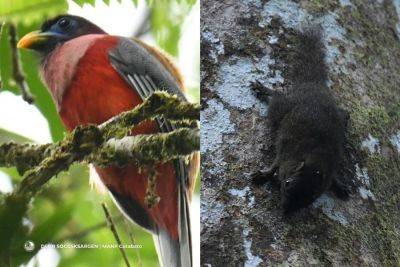 Cristina Chi - DENR spots 'Ibong Adarna,' endemic squirrels in Mt. Apo - philstar.com - Philippines - county Parke - city Manila, Philippines