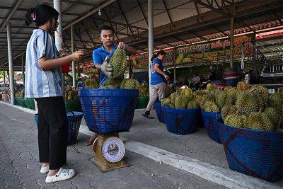 Heatwave hammers Thailand's stinky but lucrative durian farms - philstar.com - Thailand