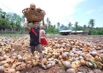 Marcos Jr. vows to fund coconut export program