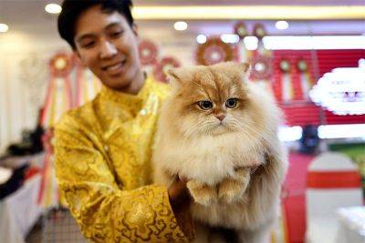 Philippine's 1st World Cat Show set this weekend in Makati