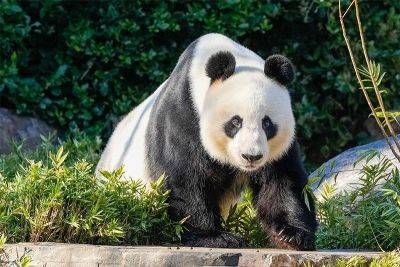 China to replace Australia's popular giant pandas - philstar.com - Australia - China - city Beijing
