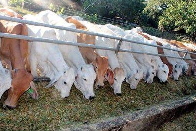 Government to import 5,000 heads of cattle