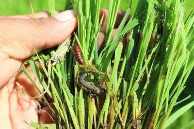 Gilbert Bayoran - Armyworms destroy crops in 3 Negros areas - philstar.com - Philippines - city Bacolod, Philippines