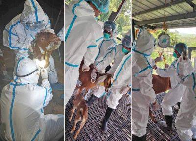 Francisco P.Tiu-Laurel - BAI culls goats from U.S. after detecting ‘Q Fever’ - da.gov.ph - Philippines