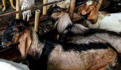 DA reports first case of Q fever in goats