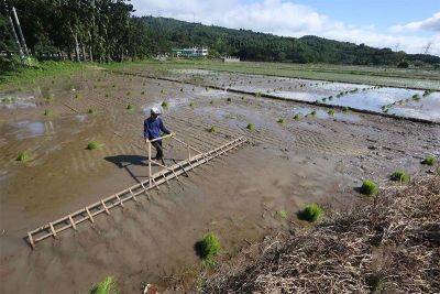 Lucas Bersamin - Bella Cariaso - Arsenio Balisacan - Farmers to seek Supreme Court relief vs reduced rice tariff - philstar.com - Philippines - city Quezon - city Manila, Philippines