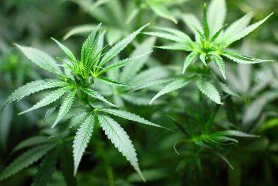 Kalinga road mishap leads to marijuana haul discovery