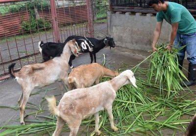 Rhodina Villanueva - Rontgene Solante - Farmers told to wear protection when handling goats, cattle - philstar.com - Philippines - Usa - city Manila, Philippines