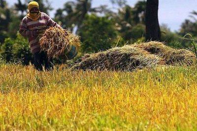 P12 billion aid to rice farmers out by September