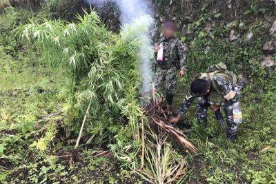 Cops overrun 16 cannabis plantation sites in Kalinga