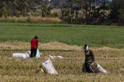 ‘Farmers not to blame for hesitant rice importers’