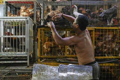 Kristine DagunoBersamina - Francisco Tiu Laurel-Junior - Philippines bans bird imports from Australia over bird flu outbreak - philstar.com - Philippines - Usa - Australia - France - city Manila, Philippines