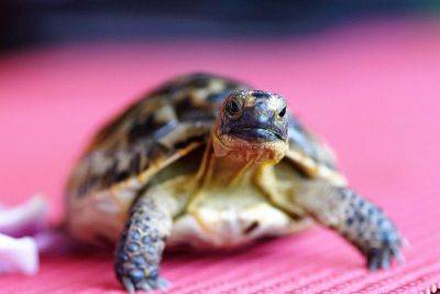 International - Malaysia rescues hundreds of tortoises from 'Ninja Turtle Gang' - philstar.com - Usa - Indonesia - Malaysia - Thailand - India - Nepal - Bangladesh - Pakistan - city Kuala Lumpur, Malaysia