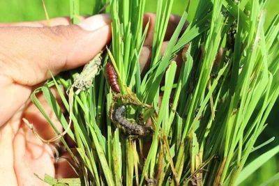 Gilbert Bayoran - Armyworms destroy 923.5 hectares of Negros farms - philstar.com - Philippines - city Bacolod, Philippines