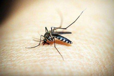 Gilbert Bayoran - Dengue cases up 17.7 percent in Negros Occidental - philstar.com - Philippines - city Bacolod, Philippines