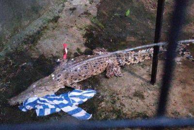 Safety measures implemented after saltwater crocodile sighting in Boracay beach