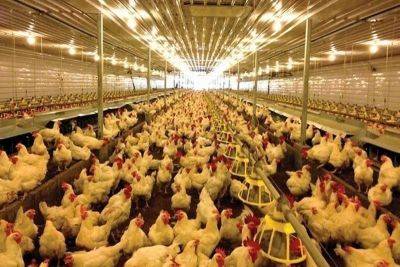 Benguet bans poultry products from Tarlac town