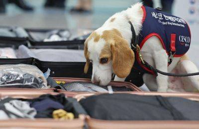 Paris Olympics - Jodi Sta - Agence FrancePresse - South Korean sniffer dog searches for post-Olympic bedbugs - philstar.com - France - South Korea - city Seoul, South Korea