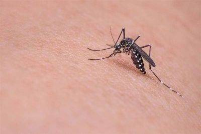 Dengue cases on the rise