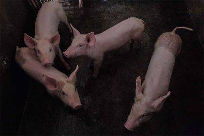 Pigs intercepted in Valenzuela test positive for ASF – DA