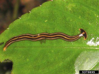 Hammerheads (the garden variety) pose a threat to earthworms