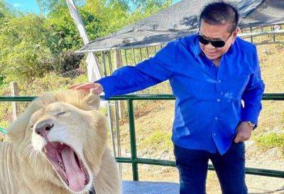 Chavit Singson fires staff for alleged mistreatment of lion during photo op