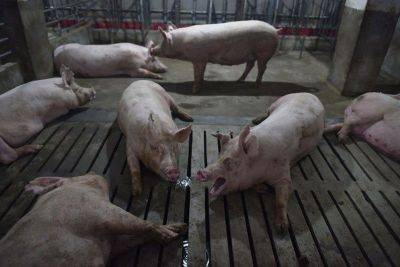 Truck with 30 ASF-infected hogs intercepted in Quezon City