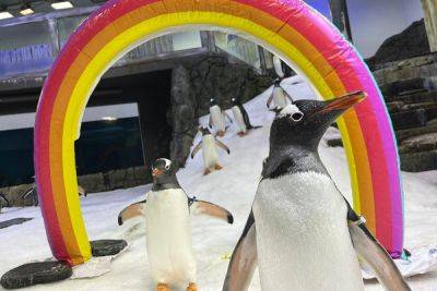 Agence FrancePresse - Australian penguin dies, ending famous 'same-sex power couple' - philstar.com - Australia - New York - city Berlin