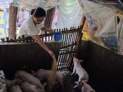 International - Vietnam to send its swine fever vaccine to Philippines - philstar.com - Philippines - Indonesia - Malaysia - Vietnam - India - China - Nigeria - Nepal - Burma - city Hanoi, Vietnam