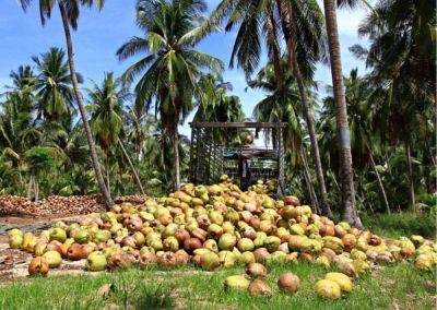 Ferdinand Marcos-Junior - CATHERINE S VALENTE - Coco tree planting budget approved - manilatimes.net - Philippines