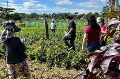 Scientists probing E. coli in urban farm produce