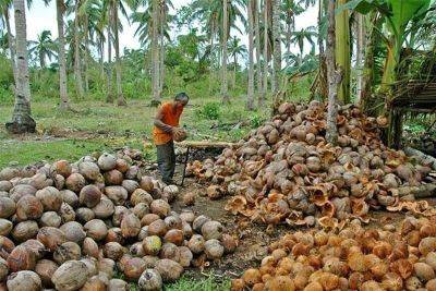 Marcos Jr. approves additional P3.5 billion budget for coconut industry