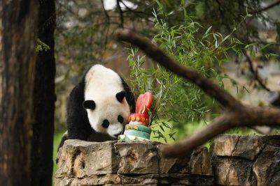 Panda pair in Tokyo to return to China