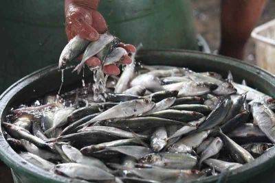 Government urged to control rising fish prices