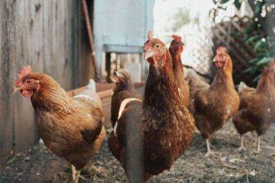 3 Central Luzon areas log bird flu cases