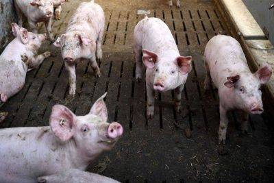 Romina Cabrera - Hogs vaccinated vs ASF remain healthy – DA - philstar.com - Philippines - city Manila, Philippines