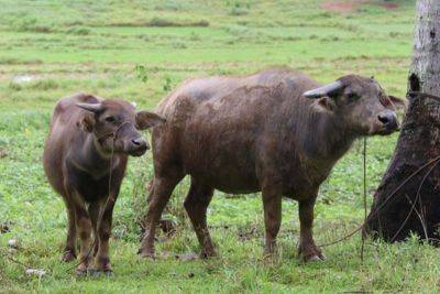 Philippine native carabao, riverine buffalo 'distinct species,' says Filipino scientists