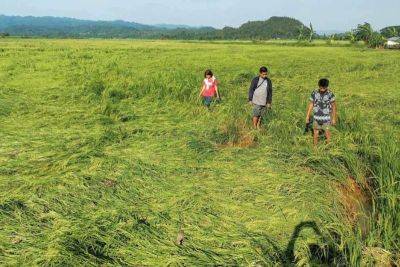 Farmers hit hard as 'Ferdie' wreaks P107M in agricultural losses