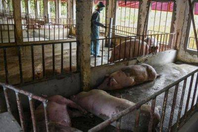 Bella Cariaso - Raul Montemayor - Increase in pork prices expected – hog raisers - philstar.com - Philippines - city Manila, Philippines