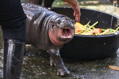 Viral pygmy hippo Moo Deng proves cash cow for Thai zoo