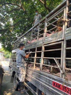 ASF-infected hog shipment intercepted, BAI continues to intensify nationwide checkpoints