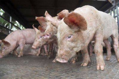 Bella Cariaso - 70 ASF-infected hogs intercepted in Quezon City - philstar.com - Philippines - city Quezon - city Manila, Philippines